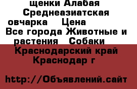 щенки Алабая (Среднеазиатская овчарка) › Цена ­ 15 000 - Все города Животные и растения » Собаки   . Краснодарский край,Краснодар г.